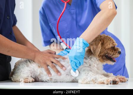 Les vétérinaires utilisent des stéthoscopes pour examiner la santé des chiens et diagnostiquer les maladies respiratoires et cardiaques. Vérification de la santé du chien dans l'hôpital des animaux avec Banque D'Images