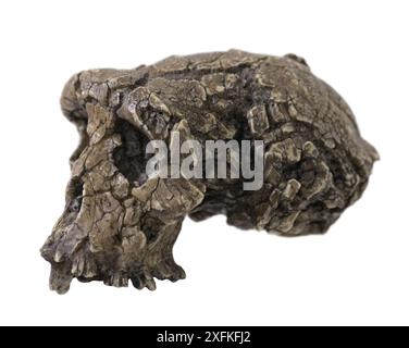 Sahelanthropus tchadensis - une espèce éteinte d'hominidés datant d'il y a environ 7 millions d'années, à l'époque du Miocène. Rome Banque D'Images