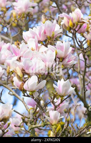 Magnolia fleurit à Villa Doria Pamphili. Rome, Italie Banque D'Images