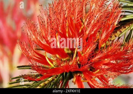 Gros plan d'un arbuste unilatéral (Calothamnus quadrifidus) montrant des fleurs disposées dans l'inflorescence Banque D'Images