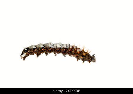 Comma Butterfly (Polygonia c-album) caterpillar, Lorsch, Hessen, Allemagne. Mai. Projet Meetyourneighbours.net Banque D'Images