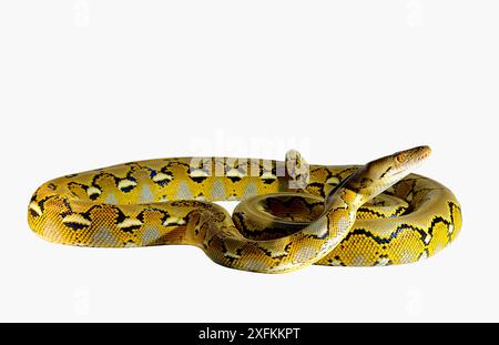 Python nain réticulé (Malayopython reticulatus saputrai) sur fond blanc, île Selayar, Indonésie. Captif Banque D'Images