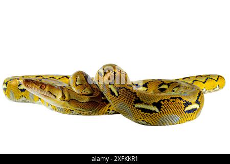 Python nain réticulé (Malayopython reticulatus saputrai) sur fond blanc, île Selayar, Indonésie. Captif Banque D'Images