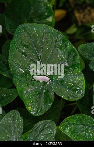 L'effet lotus aux feuilles de Taro, de coco yam ou d'Eddoe (Colocasia esculenta). L'eau de pluie se délase. Banque D'Images