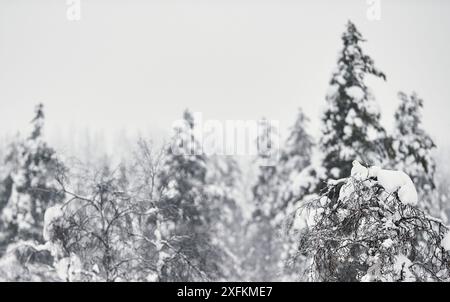 Tétras de saule (Lagopus lagopus) perché sur un arbre chargé de neige, Inari Kiilopaa Finlande janvier Banque D'Images