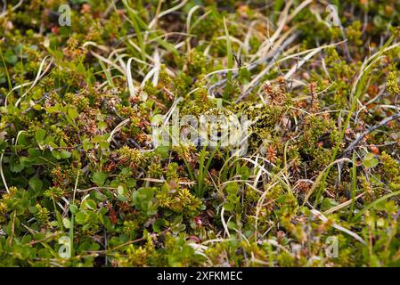 Pluvialis apricaria (pluvialis apricaria) poussins camouflés dans un nid terrestre, Norvège juin Banque D'Images