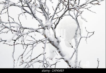 Tétras de saule (Lagopus lagopus) se nourrissant dans un arbre chargé de neige, Inari KiilopÃ¤Ã¤ Finlande janvier Banque D'Images
