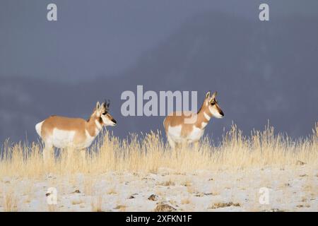 Pronghorn (Antilocapra americana) buck and Doe, parc national de Yellowstone, Montana, États-Unis janvier Banque D'Images