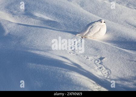 Tarmigan à queue blanche (Lagopus leucura) pendu dans la neige, parc national Jasper, Alberta, Canada, décembre Banque D'Images