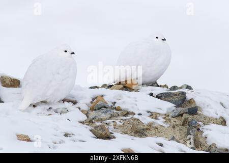 Tarmigan à queue blanche (Lagopus leucura) deux penchés, camouflés dans la neige, Parc national Jasper, Alberta, Canada, décembre Banque D'Images