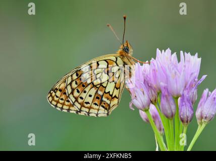 Twin spot fritillary (Brenthis hecate) Riou de Meaulx, Provence, sud de la France, mai. Banque D'Images