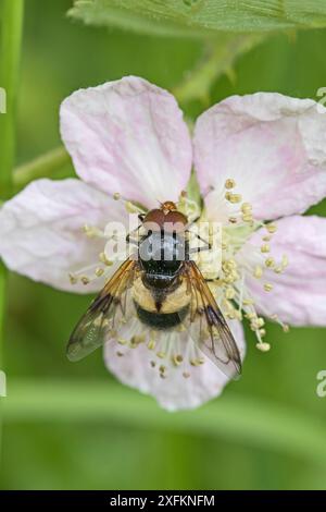 Great pied hoverfly (Volucella pellucens) mâle se nourrissant de fleurs de ceramble, Brockley Cemetery, Lewisham, Londres Royaume-Uni juin Banque D'Images