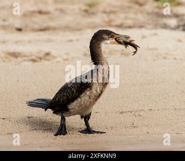 Cormoran roseau (Phalacrocorax africanus) juvénile avec proie de poissons, parc national de Chobe Botswana novembre 2016 Banque D'Images