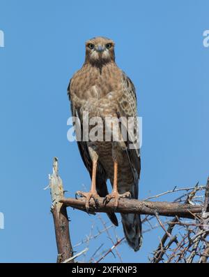 Goshawk à chant pâle (Melierax canorus) juvénile, parc national d'Etosha, Namibie, mars. Banque D'Images