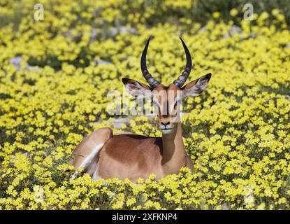Impala à face noire (Aepyceros melampus petersi) jeune maléfique dans les fleurs jaunes épines du diable (Tribulus terrestris) Parc national d'Etosha Namibie, Banque D'Images