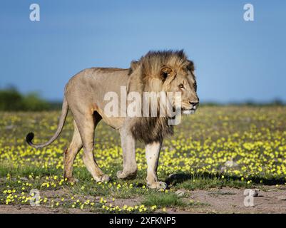 Mâle Lion (Panthera leo), marchant parmi les fleurs jaunes de l'épine du diable (Tribulus terrestris) Parc national d'Etosha, Namibie. Banque D'Images