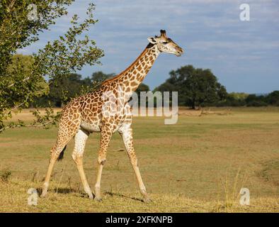 Girafe de Thornicroft (Giraffa camelopardalis thornicrofti) jeune mâle, South Luangwa NP. Zambie. Banque D'Images