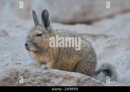 Viscacha méridional (Lagidium viscacia) au repos, désert de Siloli, altiplano, Bolivie Banque D'Images