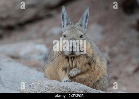 Viscacha méridional (Lagidium viscacia) au repos, désert de Siloli, altiplano, Bolivie Banque D'Images