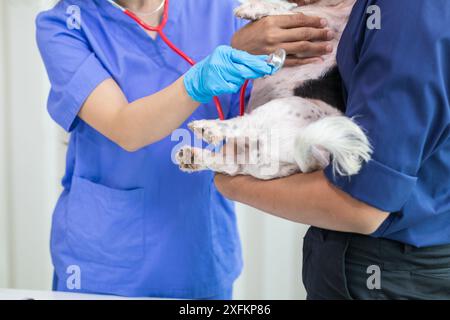 Les vétérinaires utilisent des stéthoscopes pour examiner la santé des chiens et diagnostiquer les maladies respiratoires et cardiaques. Vérification de la santé du chien dans l'hôpital des animaux avec Banque D'Images