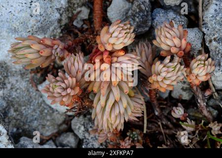 Roche de roche (Sedum forsterianum) dans le bourgeon. Portland, Dorset, Royaume-Uni. Juin. Banque D'Images