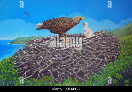 Illustration d'un aigle hawaïen éteint (Haliaeetus albicilla ssp) nourrissant son poussin d'un canard Laysan (Anas laysanensis) O'ahu, Hawaï. Banque D'Images