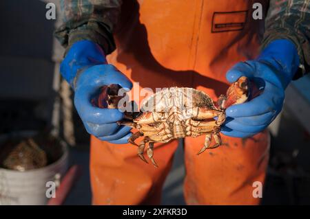 Lobsterman détient le crabe de pierre (Lithodes sp) beaucoup sont capturés dans les pièges à homard, Yarmouth, Maine États-Unis octobre. Autorisation du modèle. Banque D'Images