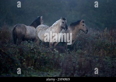 Trois poneys Konik (Equus ferus caballus), Cambridgeshire, Royaume-Uni, novembre. Banque D'Images