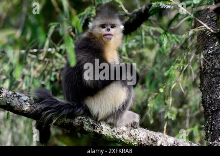 Singe noir du Yunnan (Rhinopithecus bieti) Yunnan, Chine. Banque D'Images