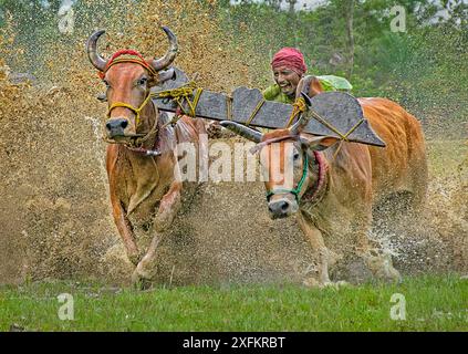 Vue rapprochée d'une course traditionnelle de taureaux appelée « Moichara », où un fermier guide deux taureaux à travers un champ boueux, créant une scène dynamique et vibrante Banque D'Images