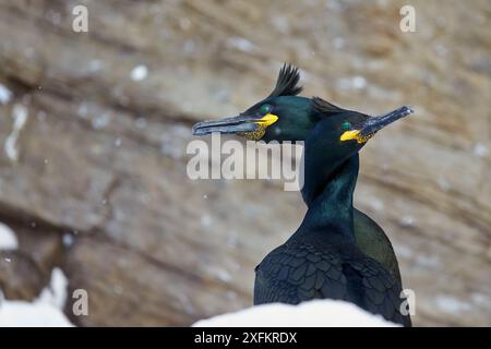 Paire de shag (Phalacrocorax aristotelis), cou entrelacé dans le comportement de liaison, Vardo, Norvège. Banque D'Images