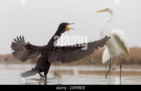 Cormoran (Phalacrocorax carbo) en exposition agressive, se battant pour la nourriture avec une Grande aigrette blanche (Ardea alba), Hongrie, janvier. Banque D'Images