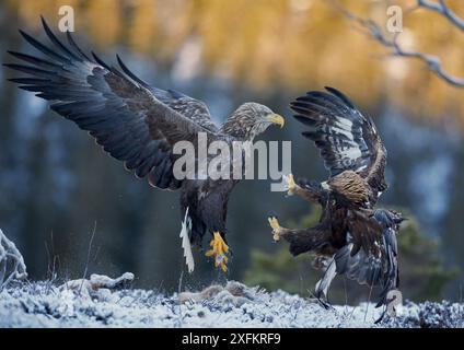 Aigle à queue blanche (Haliaeetus albicilla) et aigle doré (Aquila chrysaetus) combattant, Norvège, janvier. Banque D'Images