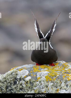 Guillemot noir (Cepphus grylle) reposant sur la roche, étirant les ailes, Shetland, Royaume-Uni, juillet. Banque D'Images