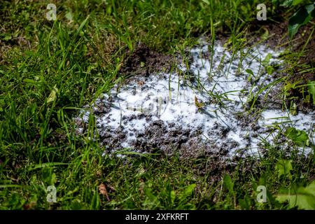 fourmilière saupoudrée de soda, anti-fourmis, lutte antiparasitaire dans le jardin Banque D'Images