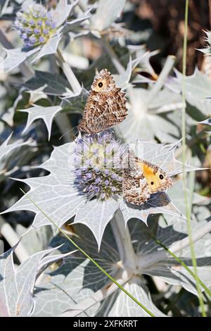 Papillons ombragés (Hipparchia semele) se nourrissant de houx de mer (Eryngium maritimum) poussant sur les rives de l'estuaire de Dee, Hoylake, Wirral, Royaume-Uni, août. Banque D'Images