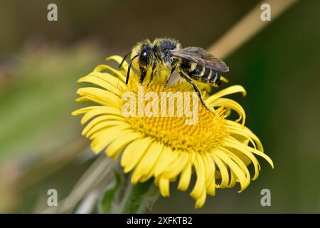 Abeille à queue pointue (Coelioxys elongata) mâle se nourrissant de nectar de fleur de Fleabane, Oxfordshire, Angleterre, Royaume-Uni, août Banque D'Images