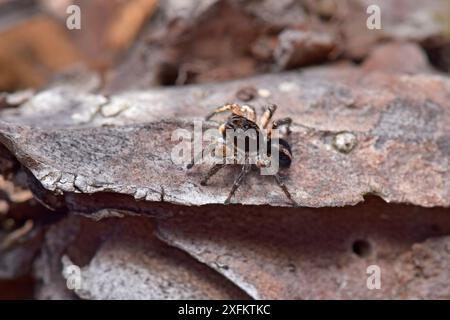 Araignée sautante (Aellurilus v-insignitus) mâle sur écorce de pin mort, Surrey, Angleterre, Royaume-Uni, août Banque D'Images