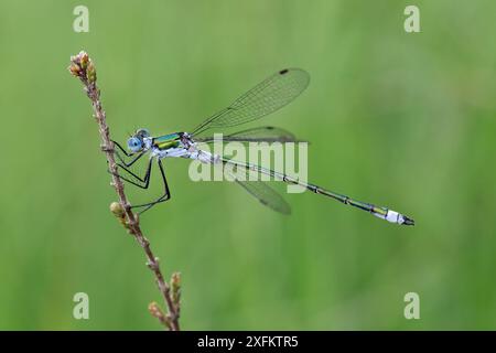 Damoiselle d'émeraude (Lestes sponsa) mâle perché sur Ling bruyère, Surrey, Angleterre, Royaume-Uni, août Banque D'Images