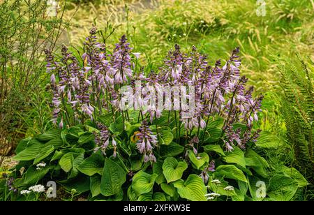 HostaA plantaginea (plantain Lily) arbustes fleuris dans le jardin Banque D'Images