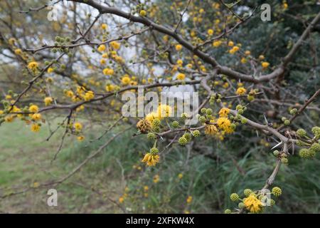 Un arbre avec des fleurs jaunes est au premier plan. L'arbre est entouré d'autres arbres et buissons Banque D'Images