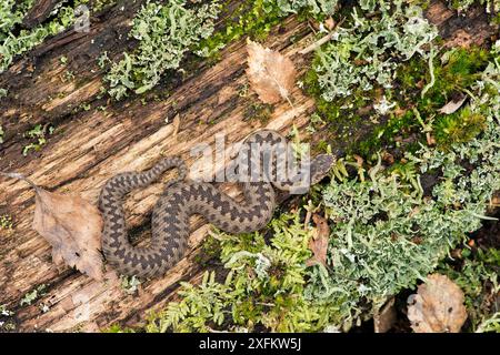 Adder (Vipera berus) jeune Adder se prélassant sur une bûche avec des feuilles de bouleau pour montrer l'échelle, West Sussex, Angleterre, Royaume-Uni, avril Banque D'Images