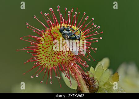 Rosée à feuilles rondes (Drosera rotundifolia) gros plan d'une seule feuille avec des proies d'insectes, Surrey, Angleterre, Royaume-Uni, août - image empilée mise au point Banque D'Images