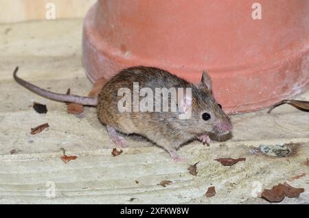 Souris domestique (Mus domesticus) dans un abri de jardin. Dorset, Royaume-Uni avril Banque D'Images