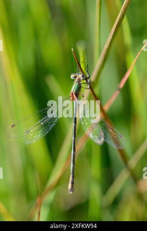 Femelle Emeraude Damselfly (Lestes sponsa) perchée sur l'herbe, Studland, Dorset, Royaume-Uni, juillet. Banque D'Images