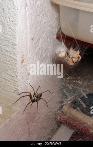 Araignée domestique femelle (Tegenaria sp.) Avec une toile de feuille étendue et deux sacs à oeufs, dans un hangar à outils, Cornwall, Royaume-Uni, juin. Banque D'Images