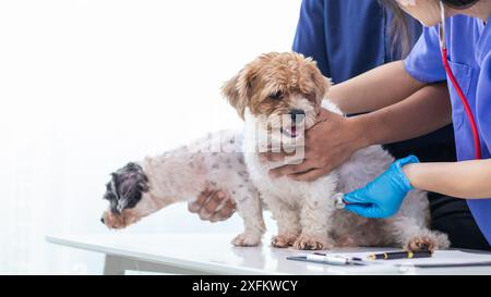 Les vétérinaires utilisent des stéthoscopes pour examiner la santé des chiens et diagnostiquer les maladies respiratoires et cardiaques. Vérification de la santé du chien dans l'hôpital des animaux avec Banque D'Images