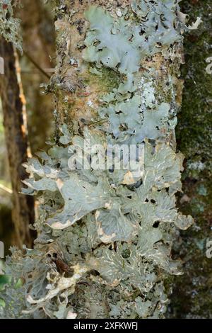 Armoise poumon / lichen pulmonaire (Lobaria pulmonaria) poussant sur un tronc d'arbre dans une ancienne forêt atlantique, forêt de Knapdale, Argyll, Écosse, Royaume-Uni, mai. Banque D'Images