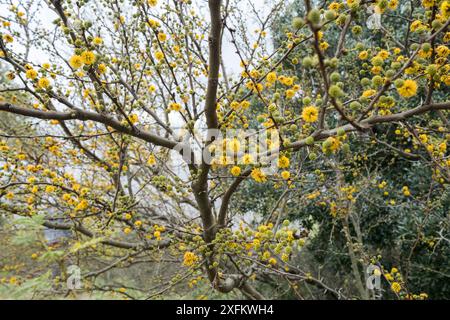 Un arbre avec des fleurs jaunes est au premier plan. L'arbre est entouré d'autres arbres et buissons Banque D'Images