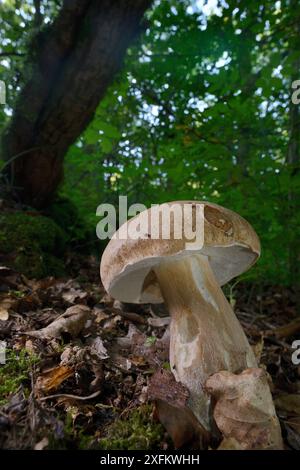 Champignon CEP / Penny Bun (Boletus edulis) poussant dans les bois caduques, réserve des bois inférieurs GWT, Gloucestershire, Royaume-Uni, septembre. Banque D'Images